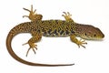Lizard. Royalty Free Stock Photo
