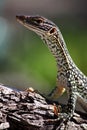 Lizard Royalty Free Stock Photo