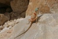 Agama in Paran valley Royalty Free Stock Photo