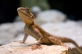 Lizard Royalty Free Stock Photo