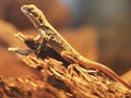 Lizard Royalty Free Stock Photo