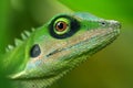 Lizard Royalty Free Stock Photo