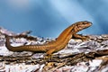 Lizard Royalty Free Stock Photo