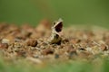 Lizard in action upon rough areas.