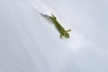 Lizard against a white fabric in which a new tail grows