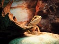 Lizard Agamidae head at stone close up Royalty Free Stock Photo