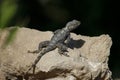 A lizard alone on a rock Royalty Free Stock Photo