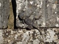 Lizard on the ancient stone