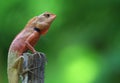 A lizard animal wildlife with a small spike is perched on a branch in a forest
