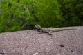 Lizard in the area of Ã¢â¬â¹ Ã¢â¬â¹ Iguazu Falls Royalty Free Stock Photo