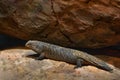 Lizard Australia. Gidgee spiny-tailed skink, Egernia stokesii, endemic to Australia. Fat lizard in the rock habitat, reptile from