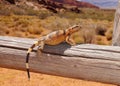 Lizard basking in the desert sun