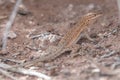Lizard basking on the dry ground in a desert landscape during the warm afternoon sun Royalty Free Stock Photo