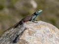 Lizard basking on a rock Royalty Free Stock Photo