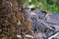 Lizard basking on a rock Royalty Free Stock Photo
