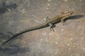 Lizard is basking in the stone on a sunny day Royalty Free Stock Photo