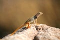 Lizard Basking in the Sun Royalty Free Stock Photo