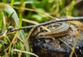 Lizard basking in the sun Royalty Free Stock Photo