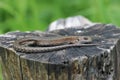 Lizard basking in the sun, lying Royalty Free Stock Photo