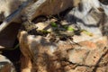 Lizard basking in the sun on a rock Royalty Free Stock Photo