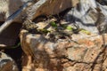 Lizard basking in the sun on a rock Royalty Free Stock Photo