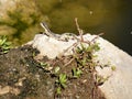 Lizard Basking in Sun on Rock by Pond Royalty Free Stock Photo