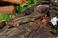 A lizard basking in the sun Royalty Free Stock Photo