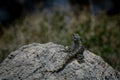 Lizard basking in the sun on stone on ruins Royalty Free Stock Photo