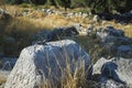 Lizard basking in the sun on stone on ruins of Xanthos Ancient City, Nature of Turkey