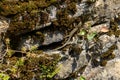 Lizard Resting on Mossy Rock Wall Royalty Free Stock Photo