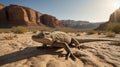 Lizard basking in the sun on a rock in the arid desert landscape Royalty Free Stock Photo