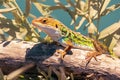 Lizard basking in the warm sun, soaking up rays peacefully