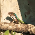 Lizard basking in the warm sun, soaking up rays peacefully