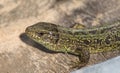 The lizard basks in the bright warm sun in spring Royalty Free Stock Photo