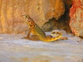 Lizard on the beach in Varadero, Cuba, summer holidays on the Caribbean beach! America.