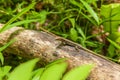 Lizard on the beam. Royalty Free Stock Photo