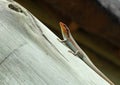 Lizard on the beam Royalty Free Stock Photo