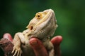 Lizard bearded agama Royalty Free Stock Photo