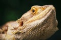 Lizard bearded agama Royalty Free Stock Photo