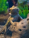 Lizard bearded agama large plan Royalty Free Stock Photo