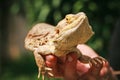 Lizard bearded agama Royalty Free Stock Photo