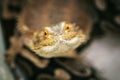 Lizard bearded agama Royalty Free Stock Photo