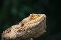 Lizard bearded agama Royalty Free Stock Photo
