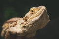Lizard bearded agama Royalty Free Stock Photo