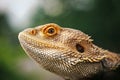 Lizard bearded agama Royalty Free Stock Photo