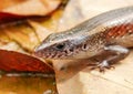 lizard on a bed of dry leaves Royalty Free Stock Photo