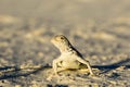 Lizard Royalty Free Stock Photo