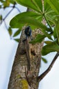 Lizard with blue head on tree Royalty Free Stock Photo