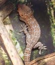 Tokay Gecko.