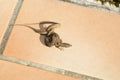 Lizard are breeding two lizards fight outdoor terrace in spring mating behavior fighting